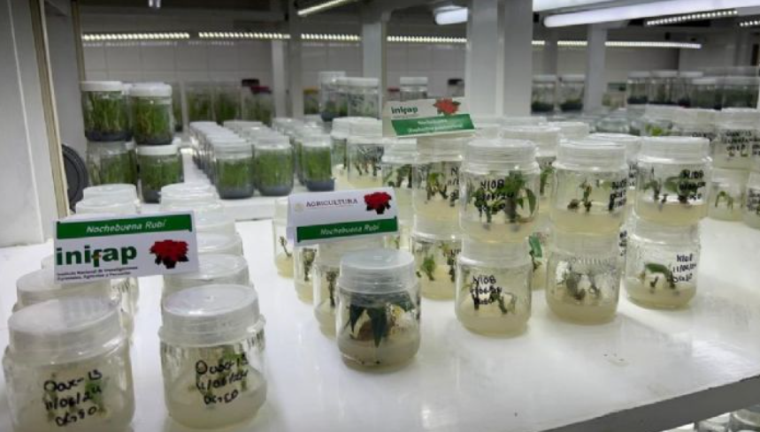 Ciencia y campo transforman la Nochebuena en Campeche