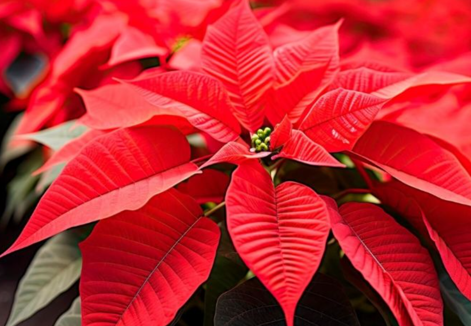 Innovación y futuro del campo mexicano