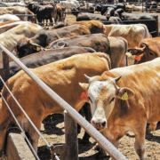 Campeche refuerza vigilancia sanitaria en el ganado