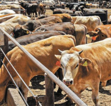 Campeche refuerza vigilancia sanitaria en el ganado