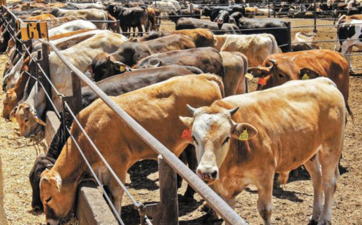 Campeche refuerza vigilancia sanitaria en el ganado