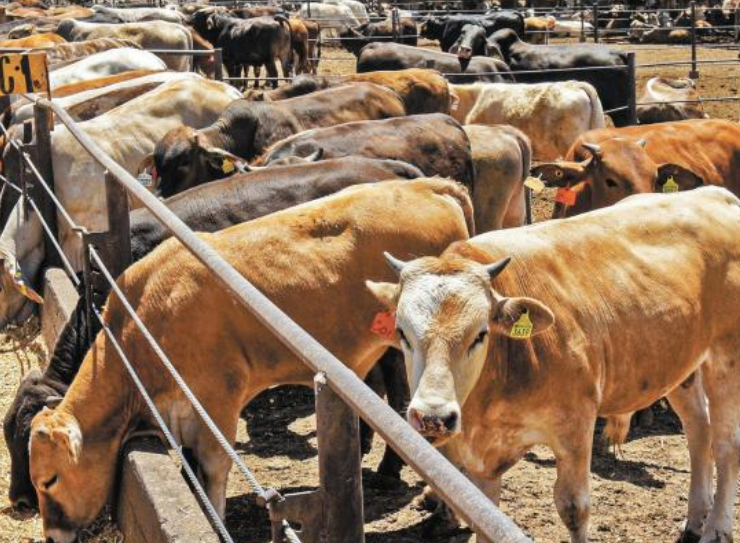 Campeche refuerza vigilancia sanitaria en el ganado