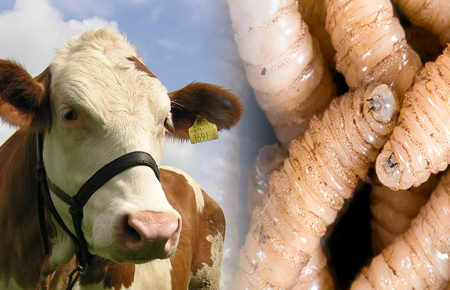 Monitoreo constante y panorama actual