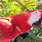 La Guacamaya roja se considera extinta en Campeche.