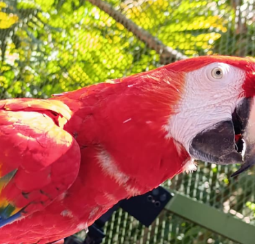 La Guacamaya roja se considera extinta en Campeche.