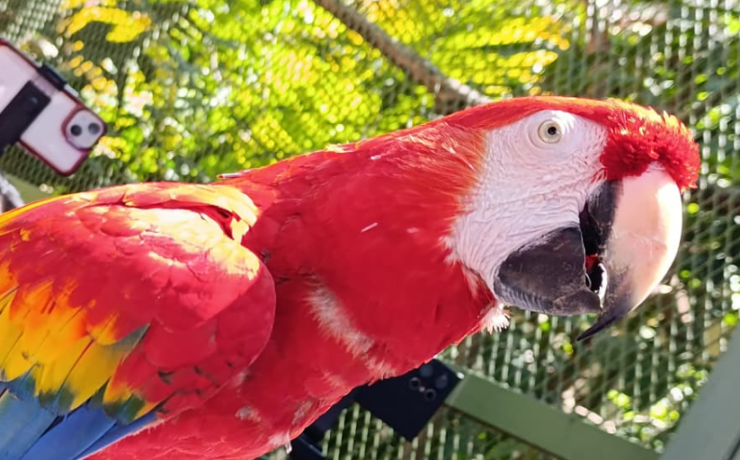 La Guacamaya roja se considera extinta en Campeche.