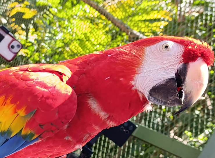 La Guacamaya roja se considera extinta en Campeche.
