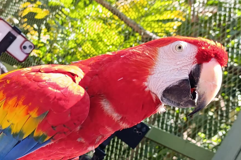 La Guacamaya roja se considera extinta en Campeche.