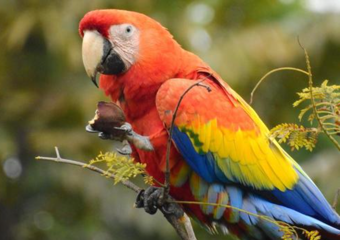 Importancia ecológica de la guacamaya roja