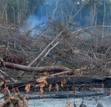 Clausuran predio en Campeche cerca de la reserva de Calakmul