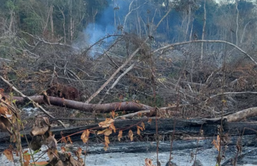 Clausuran predio en Campeche cerca de la reserva de Calakmul