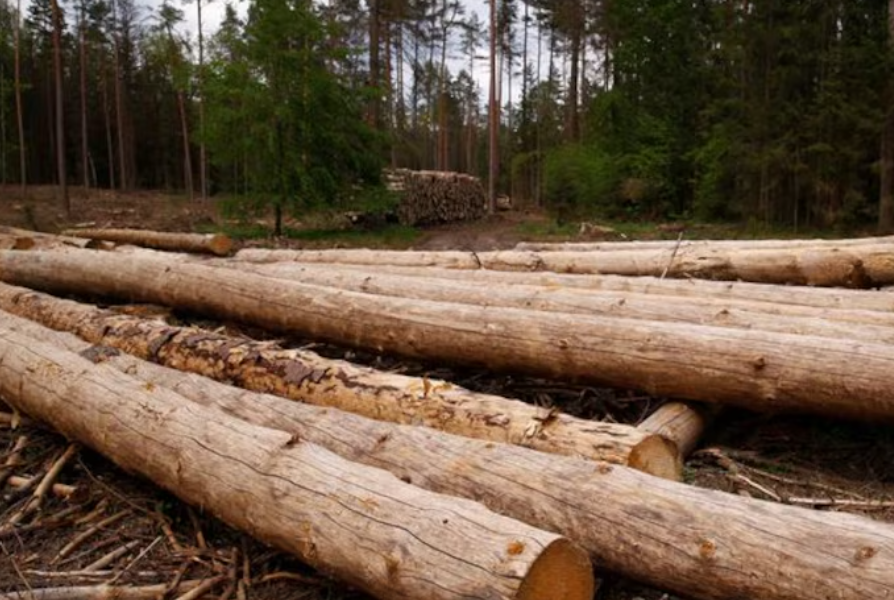 Impacto ambiental en la región de Calakmul