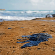 Efectos del derrame de hidrocarburos en Campeche se verán en la siguiente temporada