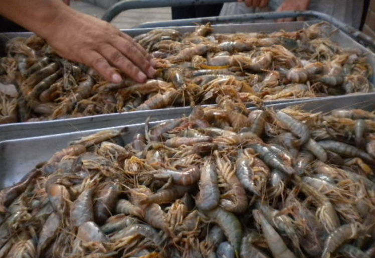 Impacto en la pesca y el camarón