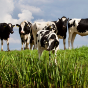 Revolución láctea en Melchor Ocampo, Campeche