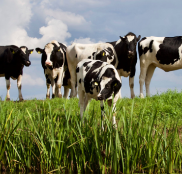 Revolución láctea en Melchor Ocampo, Campeche