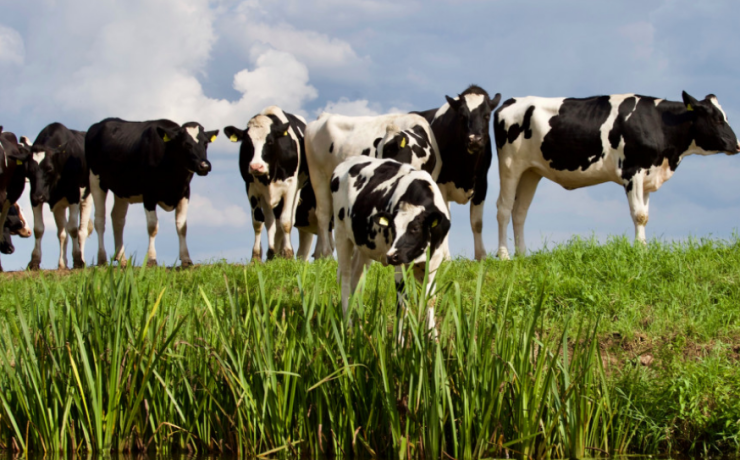 Revolución láctea en Melchor Ocampo, Campeche