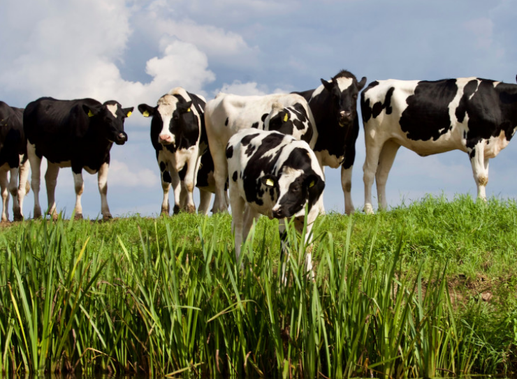 Revolución láctea en Melchor Ocampo, Campeche