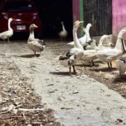 Investigan maltrato de gansos en Campeche