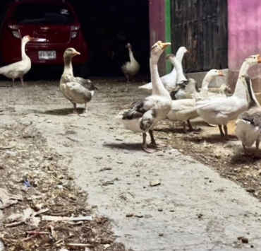 Investigan maltrato de gansos en Campeche
