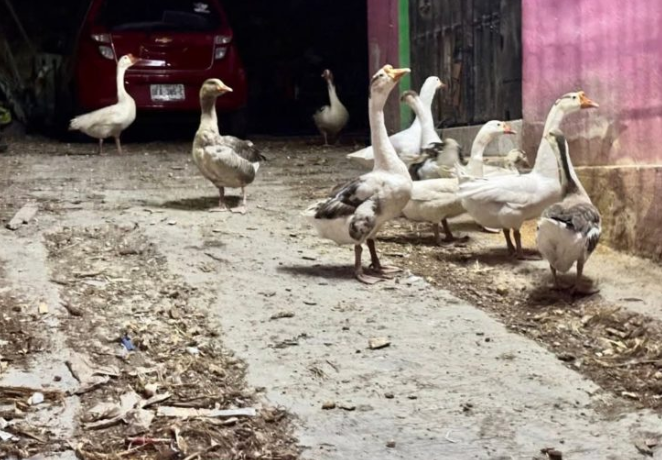 Investigan maltrato de gansos en Campeche