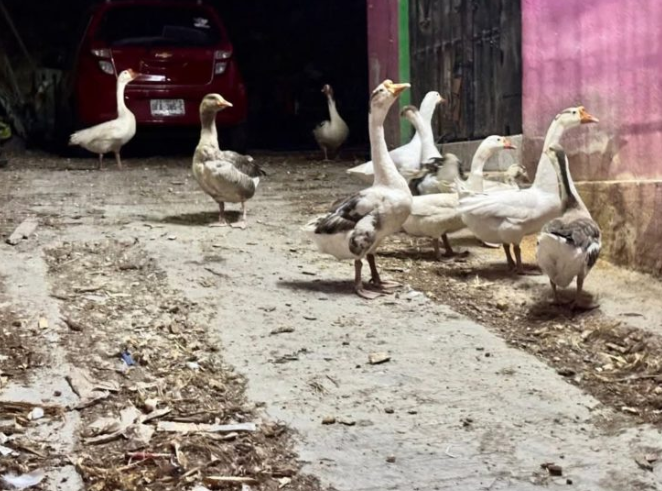 Investigan maltrato de gansos en Campeche