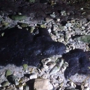 Advierten presencia de chapopote en playas de Campeche