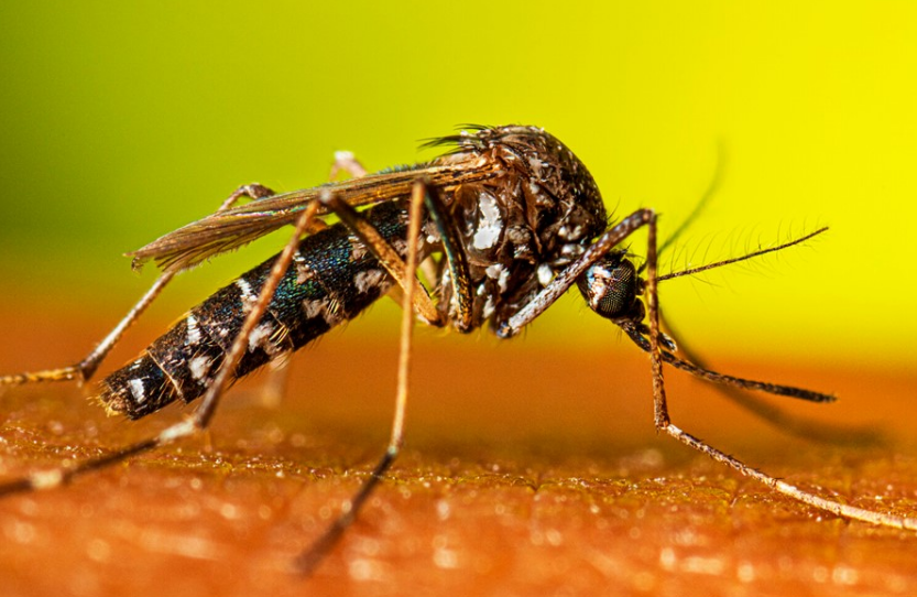 Campeche recibirá el proyecto anti dengue y reforzará la salud pública