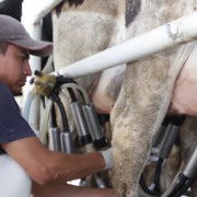 "Plan Campeche" beneficia a miles de productores de leche