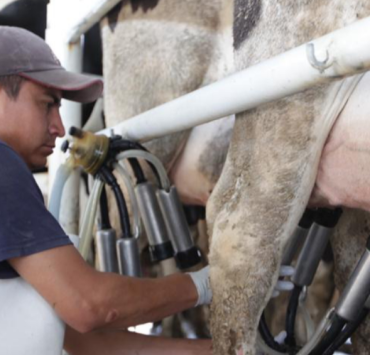 "Plan Campeche" beneficia a miles de productores de leche