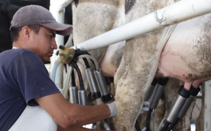 "Plan Campeche" beneficia a miles de productores de leche