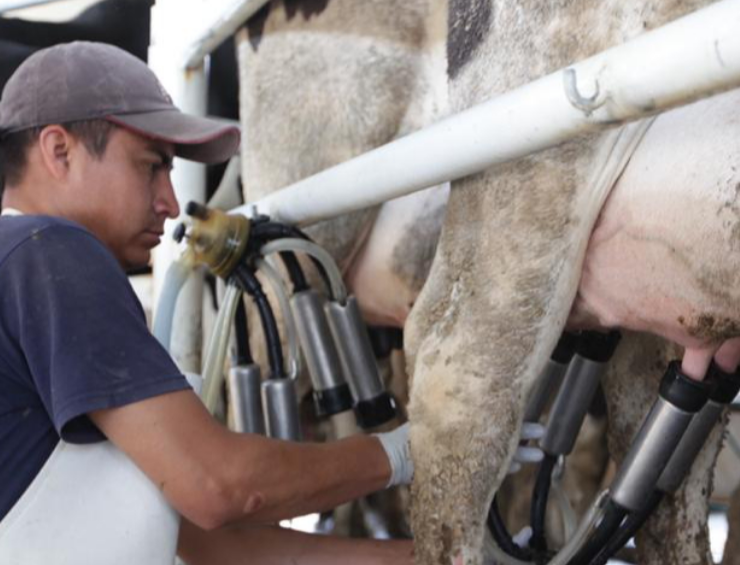 "Plan Campeche" beneficia a miles de productores de leche