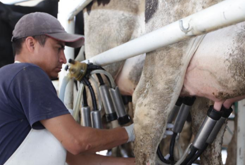 "Plan Campeche" beneficia a miles de productores de leche