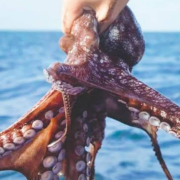 Pesca ilegal afecta al pulpo y otras especies marinas