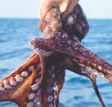 Pesca ilegal afecta al pulpo y otras especies marinas