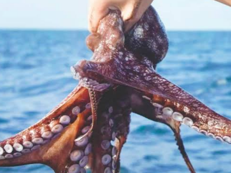 Pesca ilegal afecta al pulpo y otras especies marinas