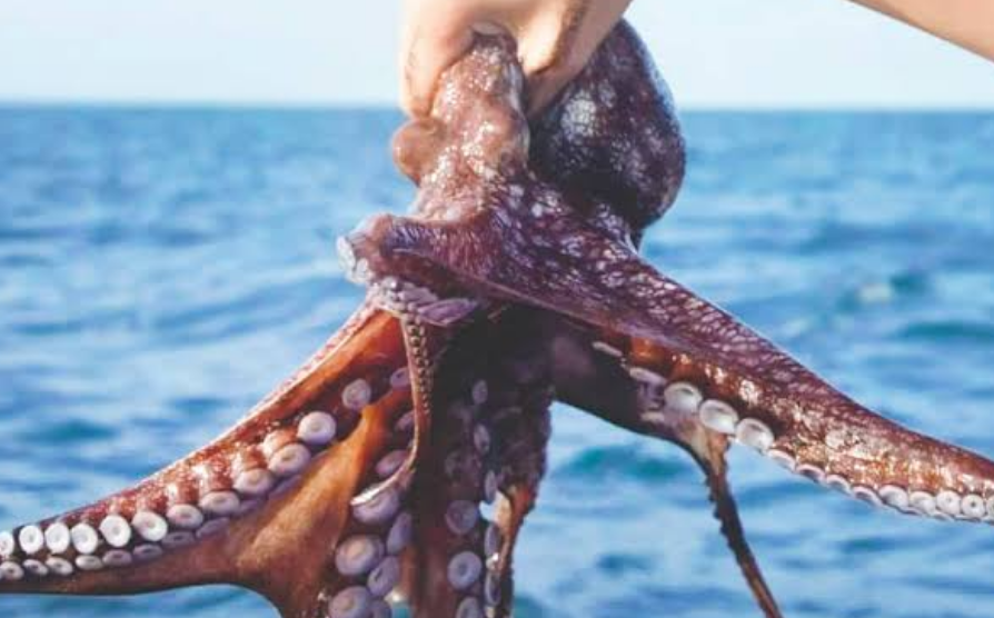 Pesca ilegal afecta al pulpo y otras especies marinas