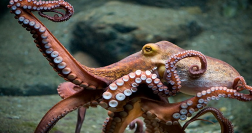 Pesca ilegal afecta al pulpo: captura en picada