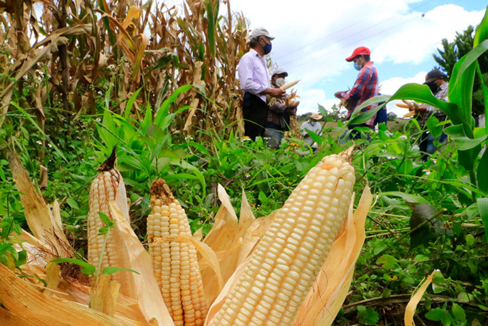 Sansores entregó semillas y fertilizantes: impulso al campo local