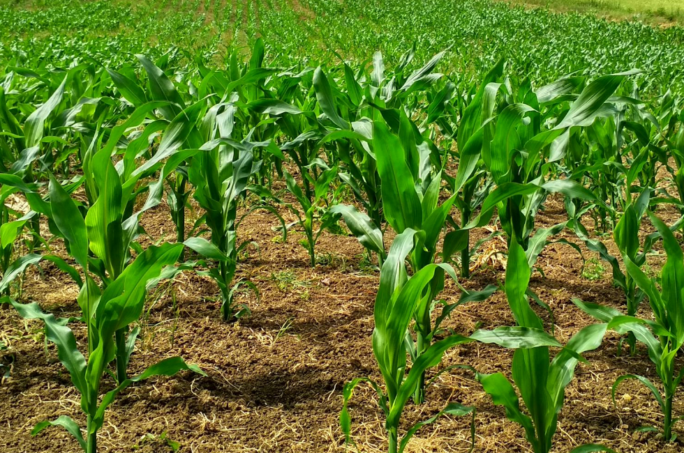 Coinversión agrícola y nuevos retos productivos