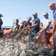 Buscan rescatar la pesca en Campeche con nuevo plan científico