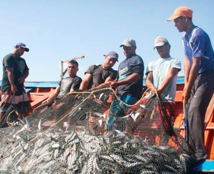 Buscan rescatar la pesca en Campeche con nuevo plan científico