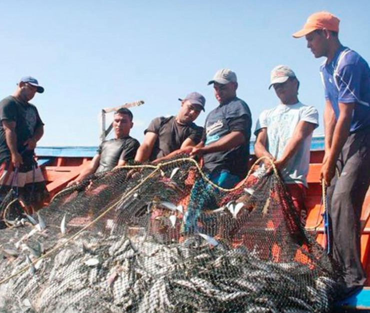 Buscan rescatar la pesca en Campeche con nuevo plan científico