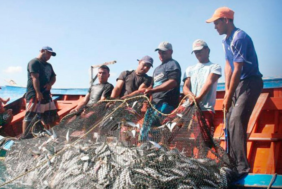 Buscan rescatar la pesca en Campeche con nuevo plan científico