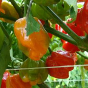 Campeche se une al Consejo Peninsular para proteger el chile habanero