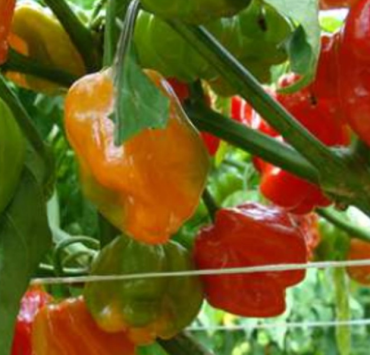 Campeche se une al Consejo Peninsular para proteger el chile habanero