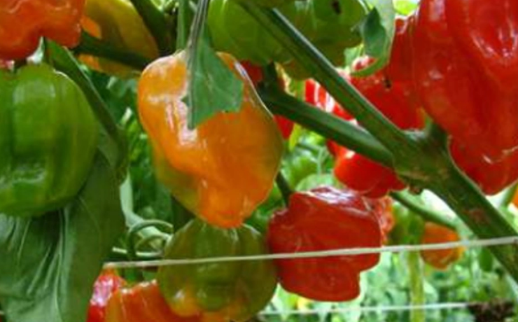 Campeche se une al Consejo Peninsular para proteger el chile habanero