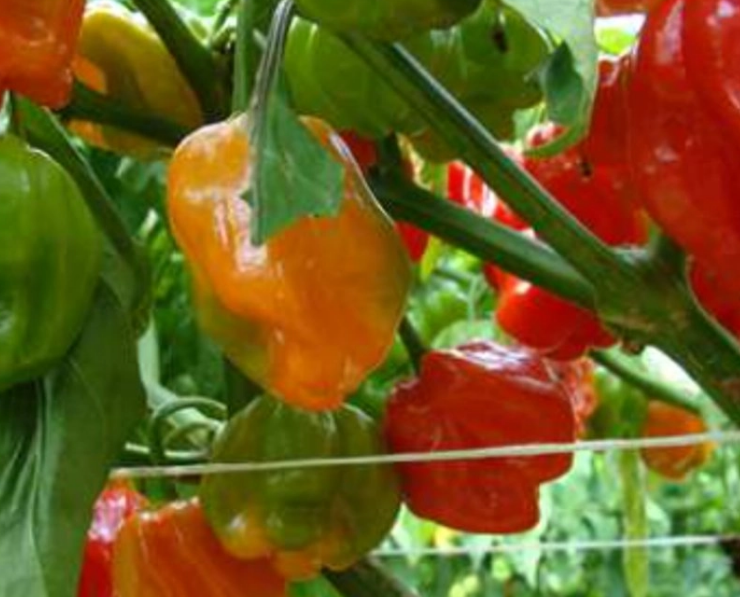 Campeche se une al Consejo Peninsular para proteger el chile habanero