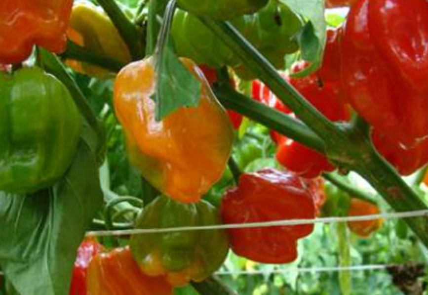 Campeche se une al Consejo Peninsular para proteger el chile habanero