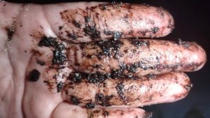 Ambientalistas y voluntarios detectaron manchas de hidrocarburo en la zona de anidación de tortugas marinas en Punta Xen, Campeche.
